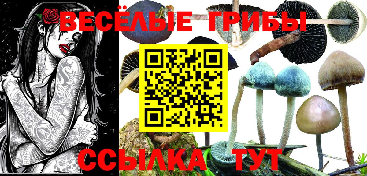 купить наркотики сайты  Вход с VPN  Новочеркасск  Псилоцибиновые грибы мицелий 